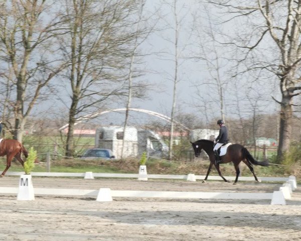 Reitturnier Scharnebeck 2021