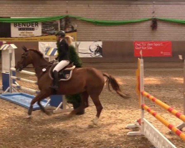 jumper Ashanti 68 (Oldenburg, 1998, from Landsieger I)