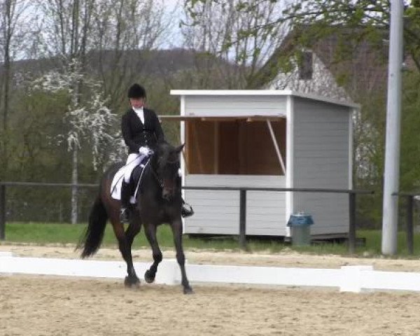 dressage horse Sohn der Söhne (Westphalian, 2010, from Son of Cologne)
