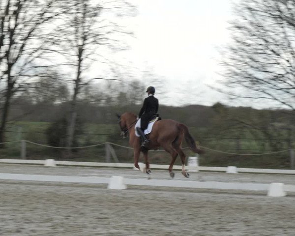 Reitturnier Scharnebeck 2021