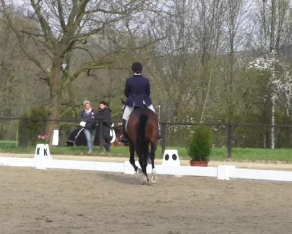 Deckhengst Bel azur -Go (Trakehner, 2010, von Insterburg TSF)