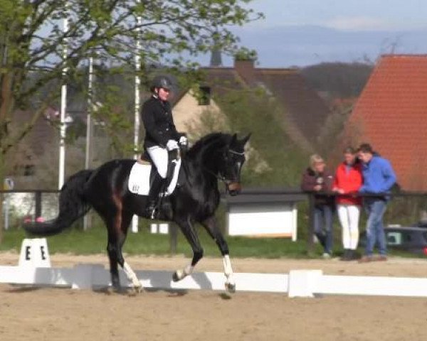 Dressurpferd Fayyah H (Westfale, 2009, von Filius Bedo)