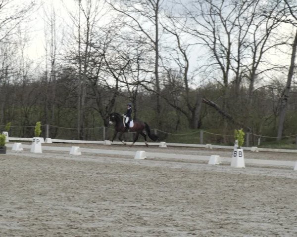 Reitturnier Scharnebeck 2021