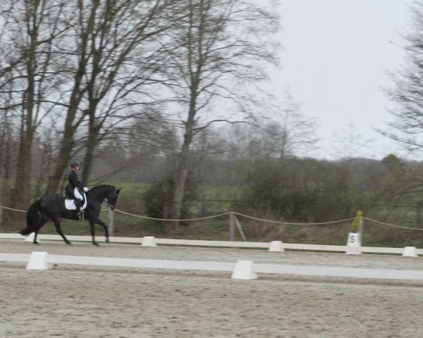 Reitturnier Scharnebeck 2021