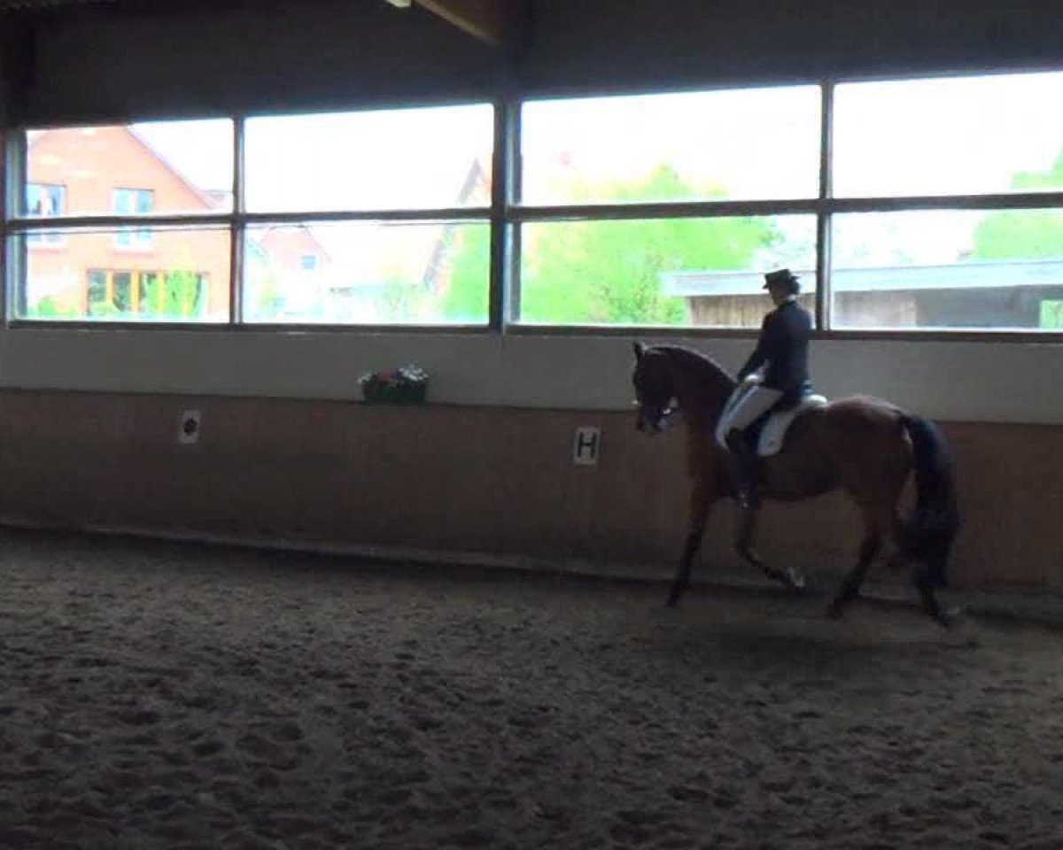 horse Rosenstolz H (Hanoverian, 1999, from Rohdiamant)