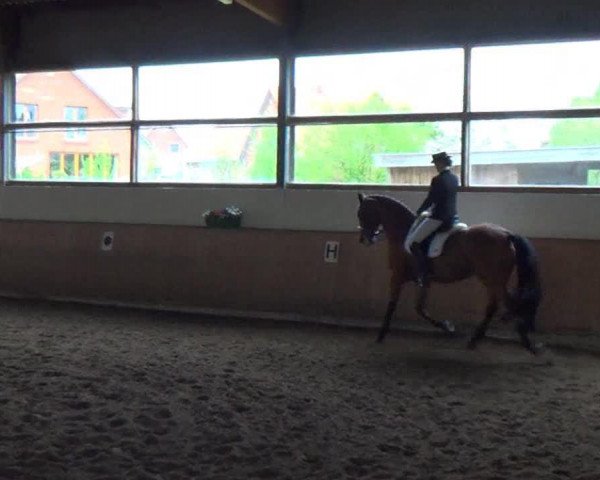 dressage horse Rosenstolz H (Hanoverian, 1999, from Rohdiamant)