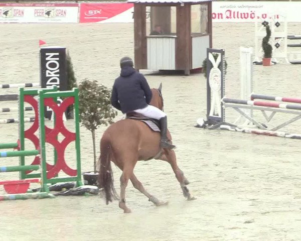 Reitturnier Westergellersen 2021