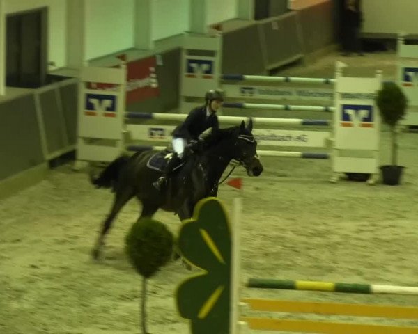 jumper Con Brio 13 (Holsteiner, 1998, from Contender)