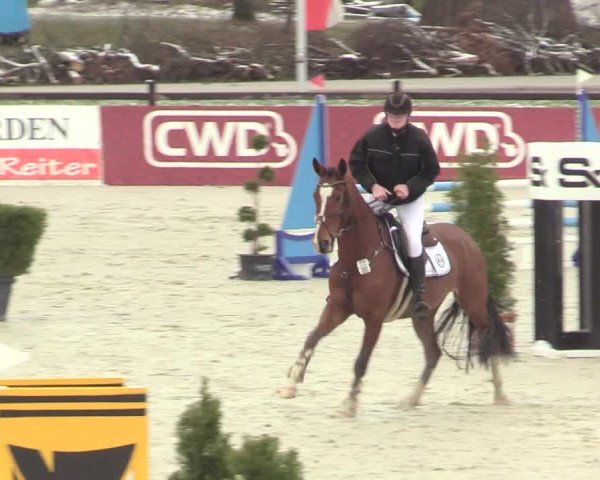 Reitturnier Westergellersen 2021