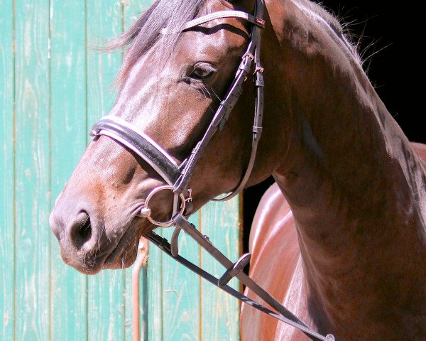broodmare DGritt´s Girl AK (Hanoverian, 2011, from De Niro)