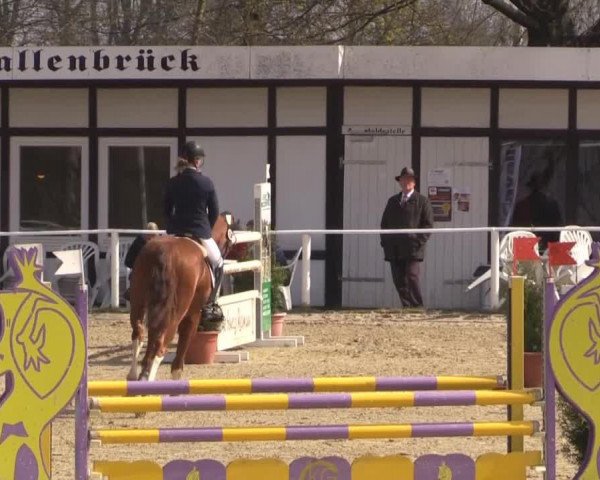 jumper Tumirnix S (Oldenburg, 2011, from Armani)