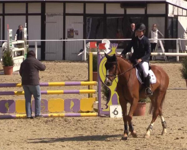 jumper La Coruna 30 (Westphalian, 2011, from La Calido)