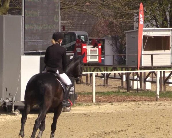jumper Quintinus 8 (Westphalian, 2011, from Quintender 2)
