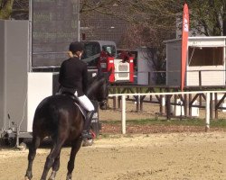 jumper Quintinus 8 (Westphalian, 2011, from Quintender 2)