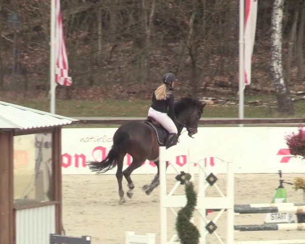 Reitturnier Westergellersen 2021