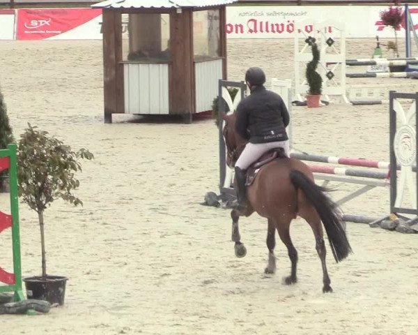 Reitturnier Westergellersen 2021