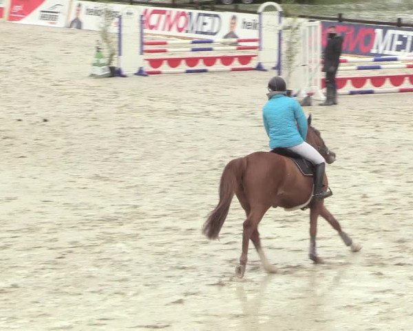 Reitturnier Westergellersen 2021