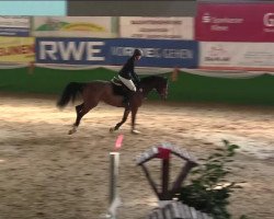 Cavallo da salto C'est ma Cherie (Holsteiner, 2009, di Contender)