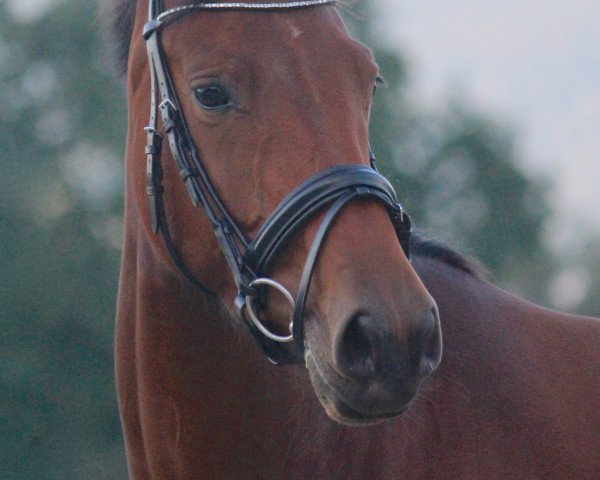 horse Grace Kelly (Oldenburg, 2011, from Belstaff)