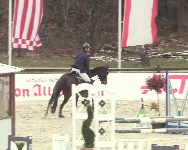 Reitturnier Westergellersen 2021