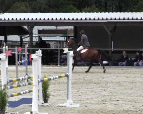 jumper Achat (German Warmblood, 1997, from Abakarde)