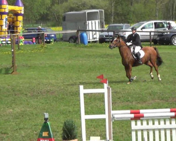 jumper Gipsy Queen 14 (German Warmblood, 1994, from Arnabi 1973 ox)
