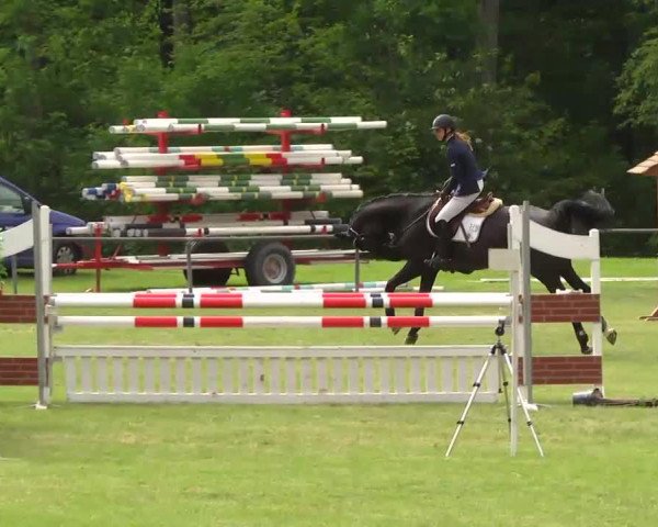jumper Filou 1438 (German Warmblood, 1999, from Feuertanz) jumper Filou 1438 (German Warmblood, 1999, from Feuertanz)