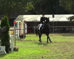 Springpferd Adrian 179 (Deutsches Reitpferd, 1998, von Athenago P)