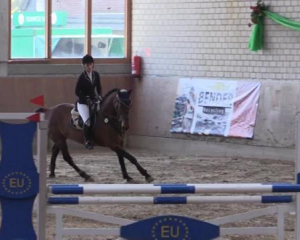 Zuchtstute Zarenata (KWPN (Niederländisches Warmblut), 2004, von Numero Uno)
