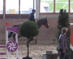 jumper Cermit 13 (Holsteiner, 2008, from Cormint)