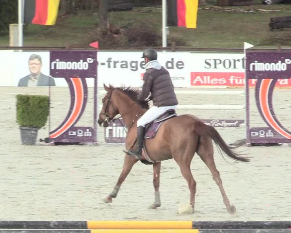Reitturnier Westergellersen 2021