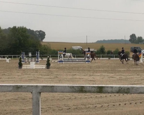 broodmare Miramis (Trakehner, 1970, from Ordensglanz)