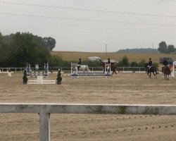 Broodmare Miramis (Trakehner, 1970, from Ordensglanz)