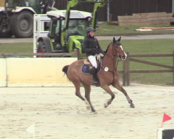 Reitturnier Westergellersen 2021