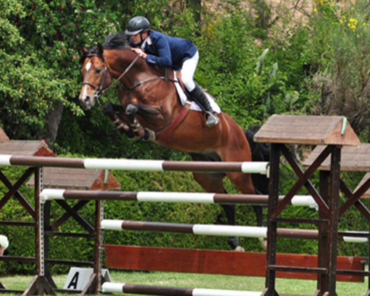 dressage horse Ercolano (Hanoverian, 2004, from Embassy I)
