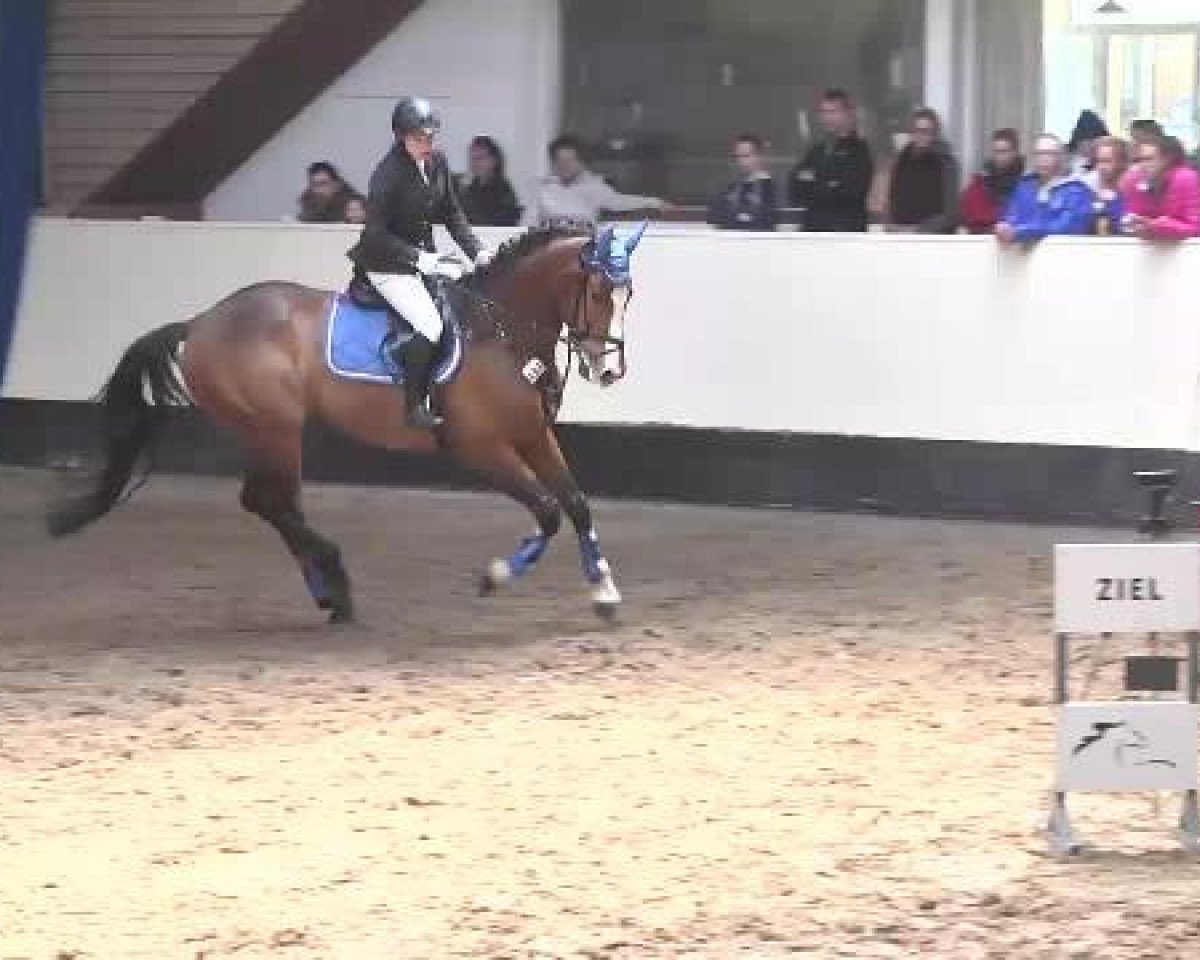 Caballo de salto Scoobydoo 3 (Württemberger, 2008, de Calimor)