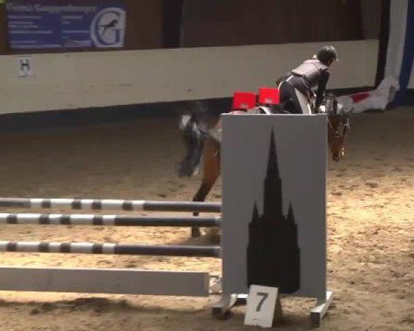 jumper Coco Chanel 136 (German Warmblood, 2003, from Consens)