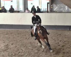 Springpferd Latina 239 (Deutsches Reitpferd, 2007, von Denekas)