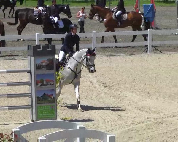 jumper Caddyshake (Trakehner, 1997, from Lichtenstein)