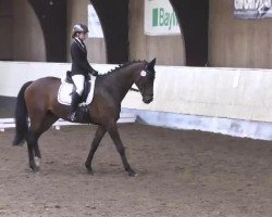 Jumper Libora P. (Trakehner, 1999, from Konvoi)