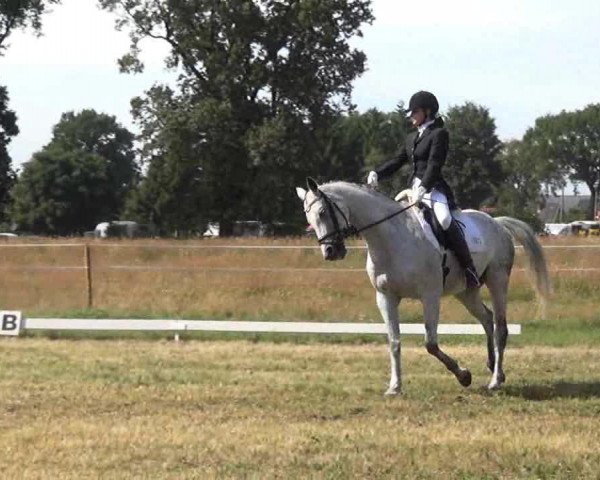 dressage horse Tatami (Trakehner, 1999, from Inster Graditz)