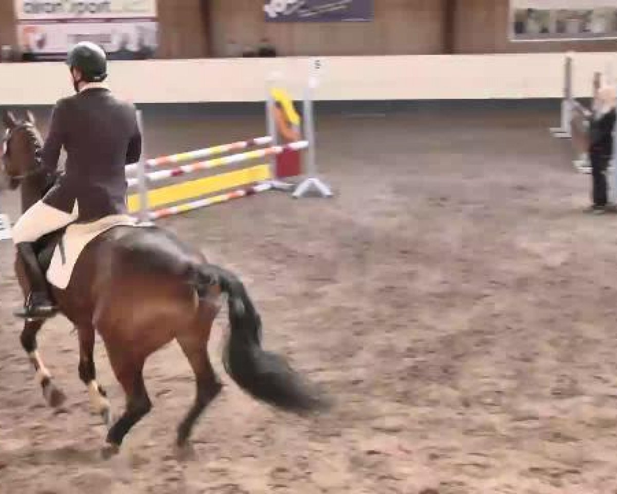 dressage horse Graf Jack (Württemberger, 2008, from Grafenstolz)