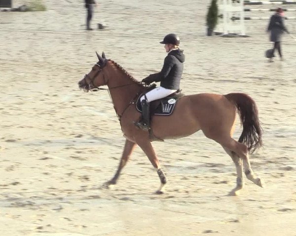Reitturnier Westergellersen 2021