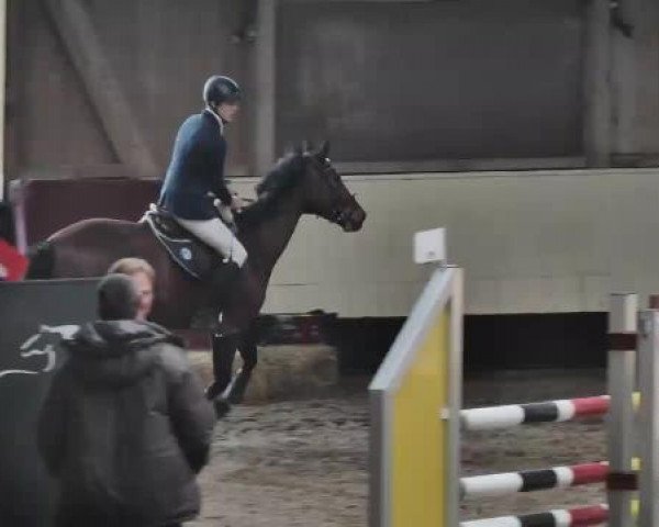 jumper Alegra E (Westphalian, 2009, from Aerobic TN)