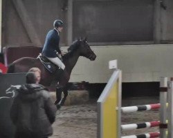 jumper Alegra E (Westphalian, 2009, from Aerobic TN)
