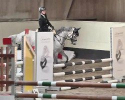 Cheval de saut Arizona 133 (Württemberger, 2007, de Acasino B)