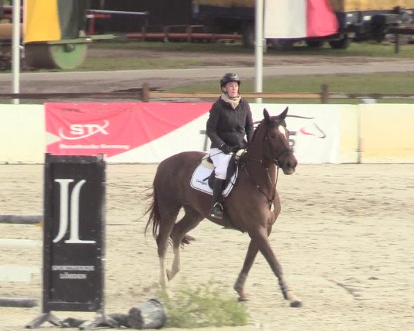 Reitturnier Westergellersen 2021