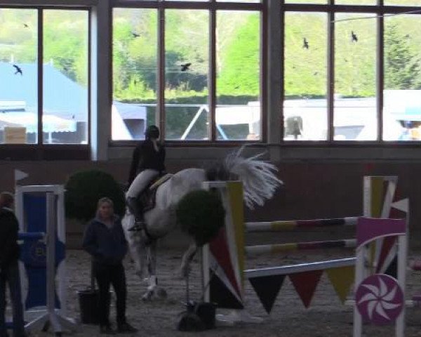 broodmare Chanel W 2 (Holsteiner, 2008, from Calido I)
