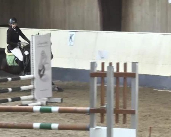 Springpferd Cassja (Württemberger, 2000, von Corrado G)