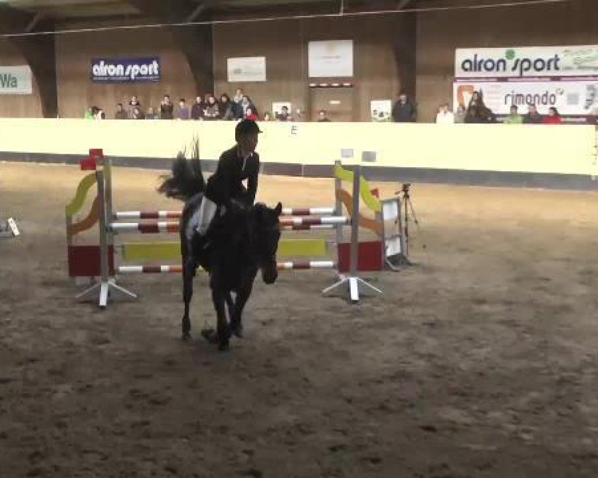 Cavallo da salto Centurio Two (Cavallo Sportivo Tedesco, 2009, di Cesari)